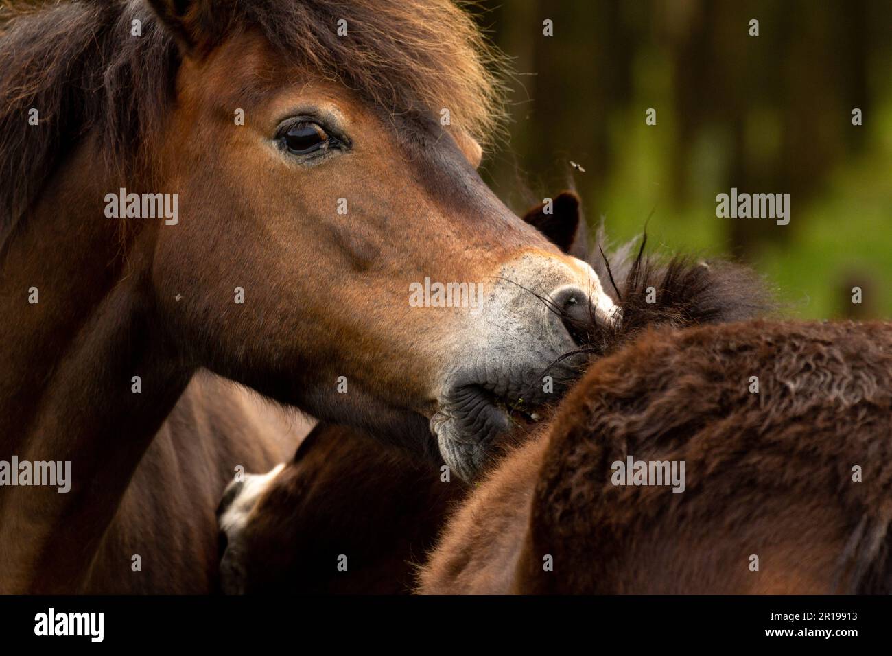 exmoor pony runs her mouth through the fur of another exmoor pony to ...