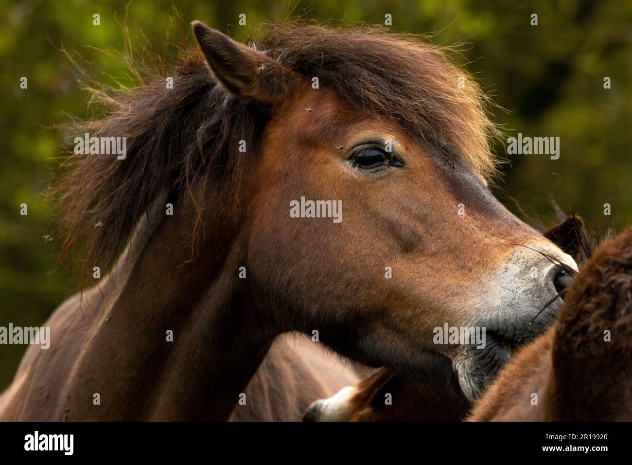 Cleaning parasites and ticks hi-res stock photography and images - Alamy