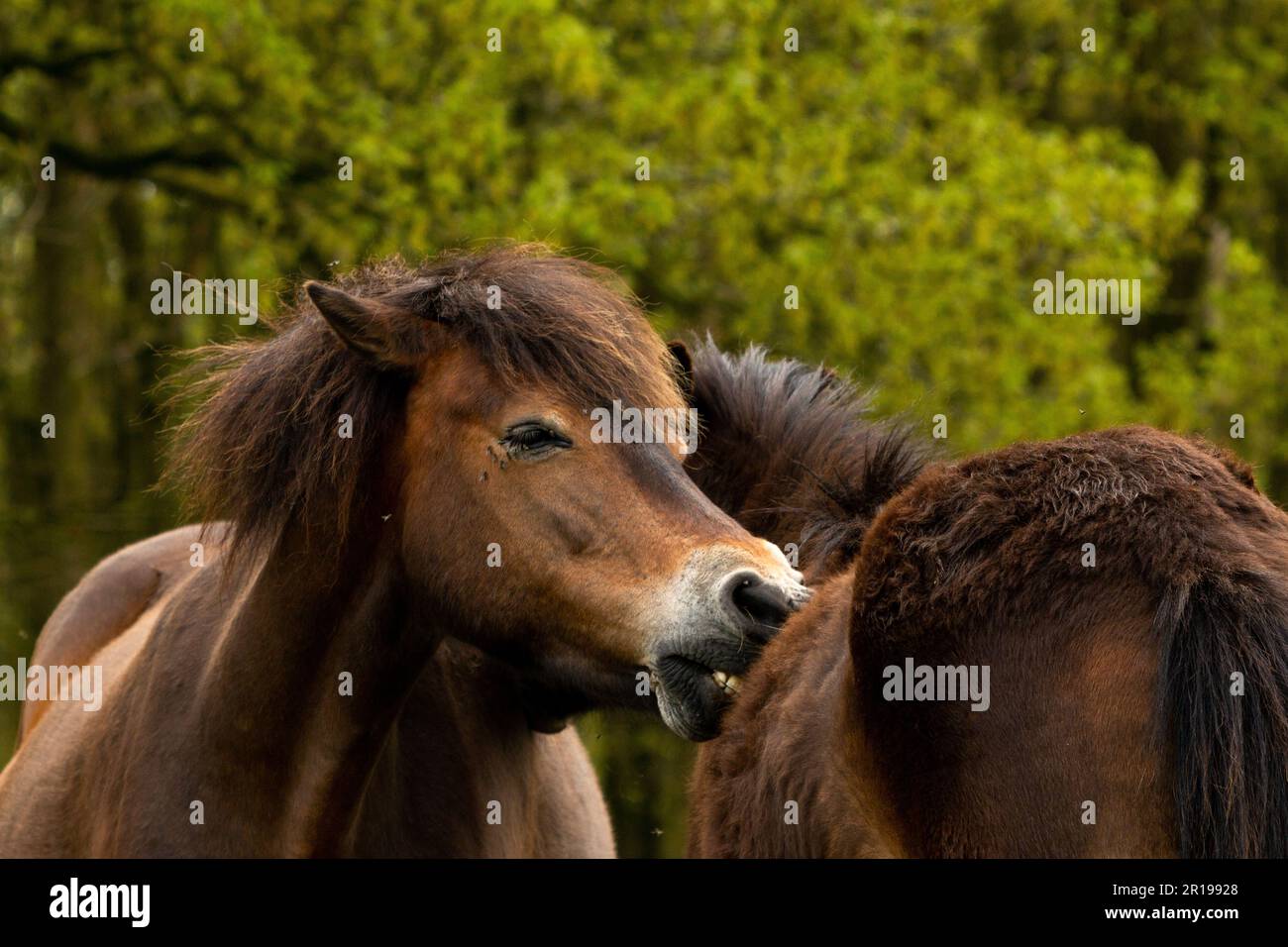 exmoor pony runs her mouth through the fur of another exmoor pony to ...