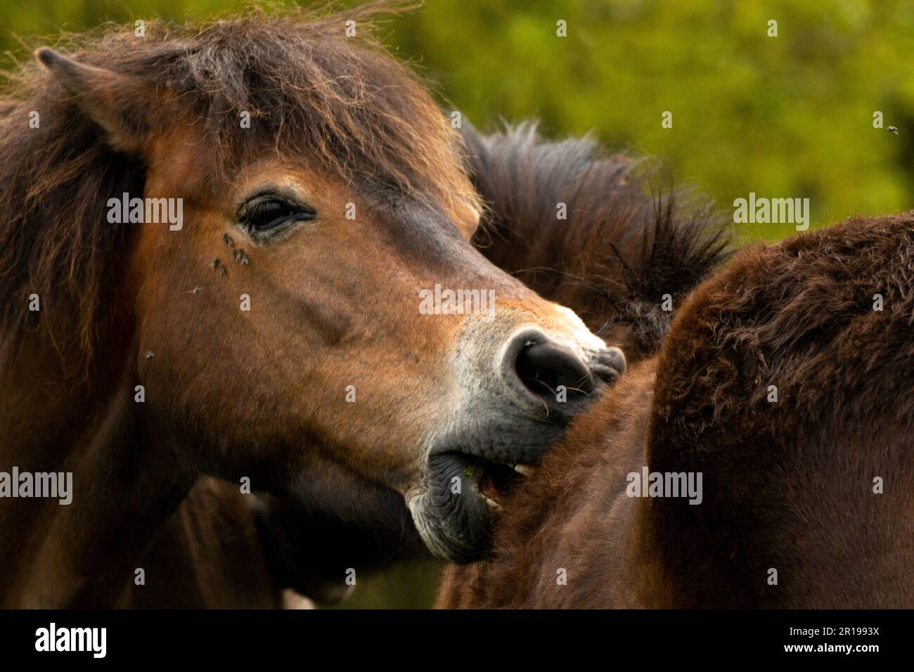 Clean Ponies exmoor pony runs her mouth through the fur of another exmoor pony to ...