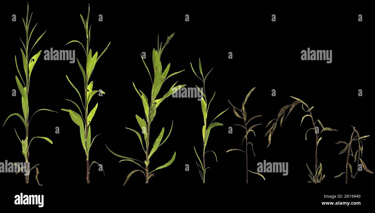 3d illustration of setjusticia gendarussa plant isolated on black background Stock Photo