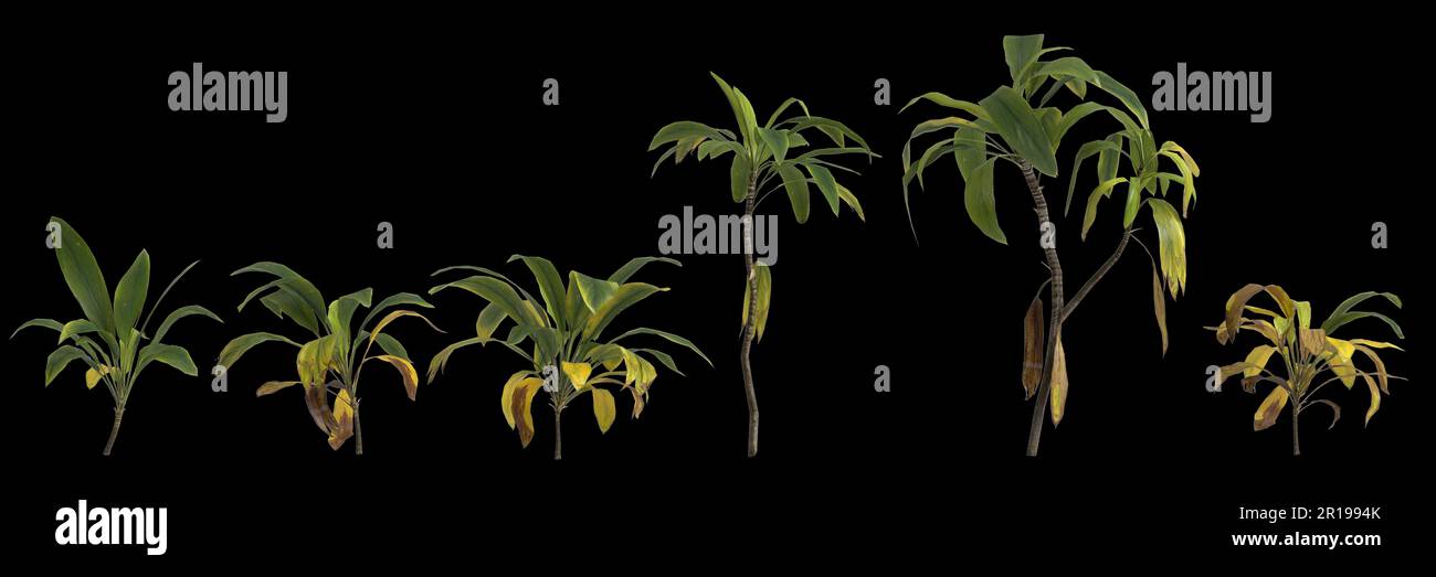 3d illustration of set cordyline petiolaris plant isolated on black background Stock Photo