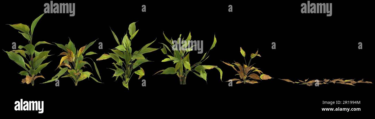 3d illustration of set aglaonema modestum plant isolated on black background Stock Photo