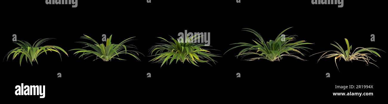 3d illustration of set setaria palmifolia plant isolated on black background Stock Photo