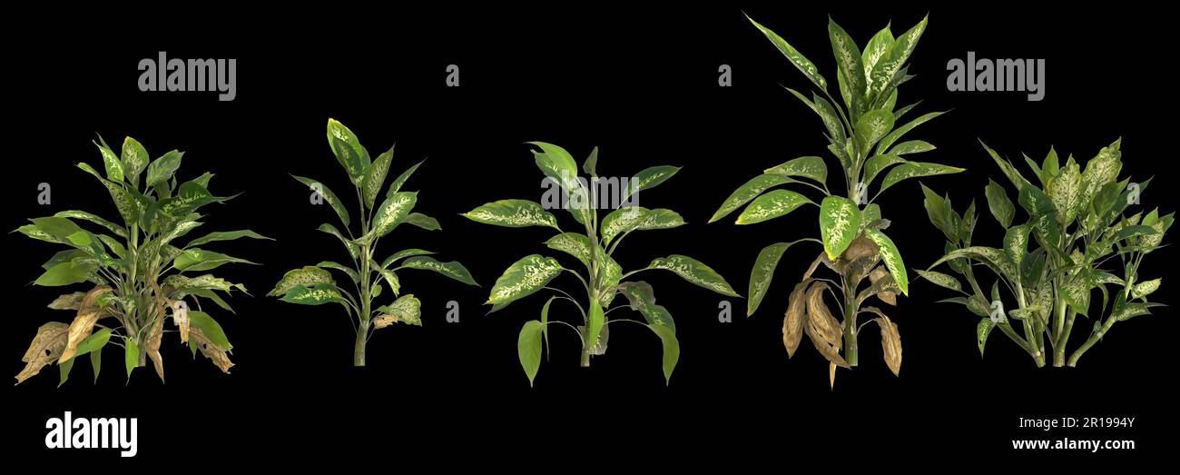 3d illustration of set dieffenbachia maculata plant isolated on black background Stock Photo