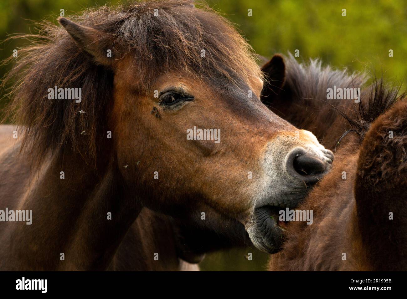 exmoor pony runs her mouth through the fur of another exmoor pony to ...