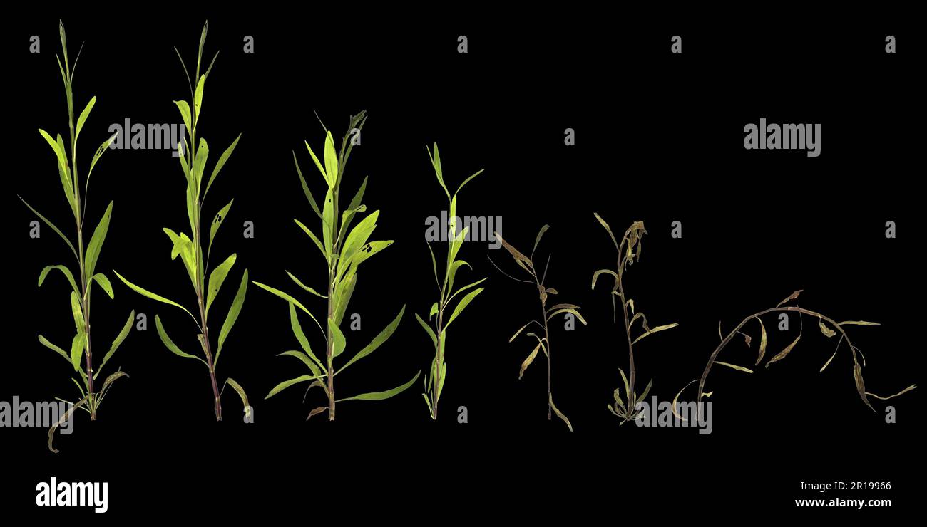 3d illustration of setjusticia gendarussa plant isolated on black background human's eye view Stock Photo