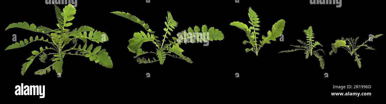 3d illustration of set rorippa palustris plant isolated on black background human's eye view Stock Photo