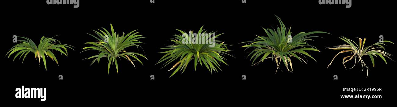 3d illustration of set setaria palmifolia plant isolated on black background human's eye view Stock Photo