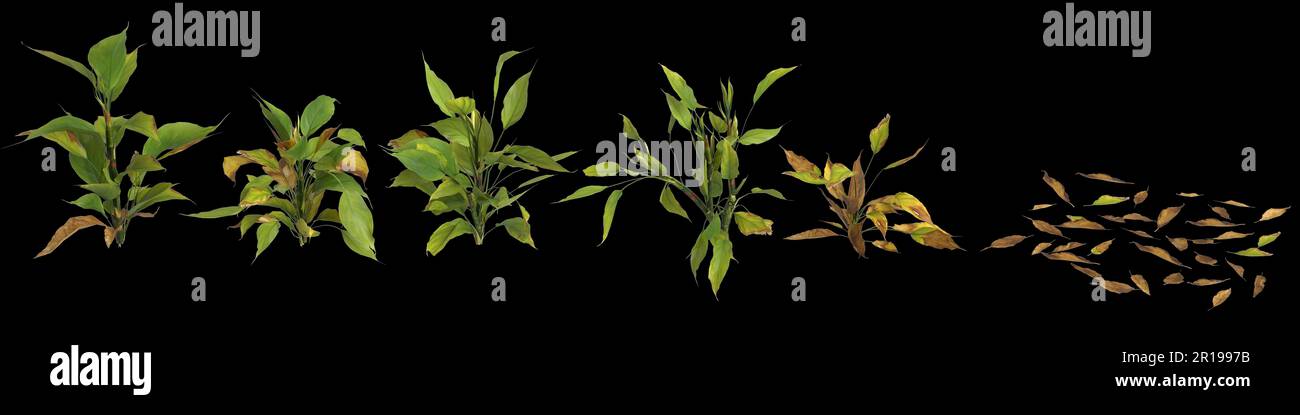 3d illustration of set aglaonema modestum plant isolated on black background human's eye view Stock Photo