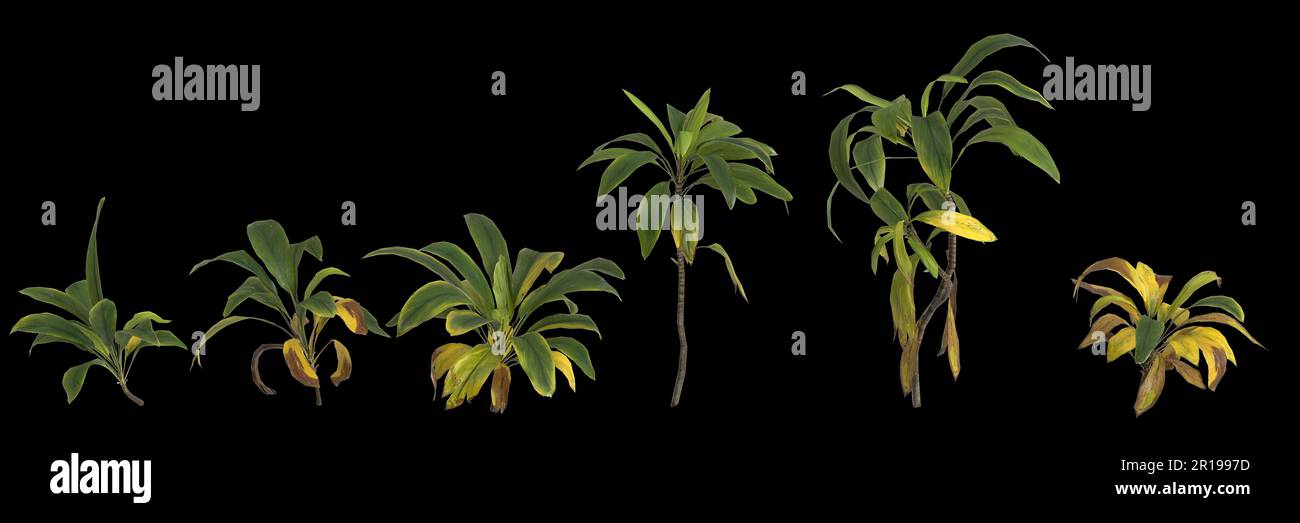 3d illustration of set cordyline petiolaris plant isolated on black background human's eye view Stock Photo