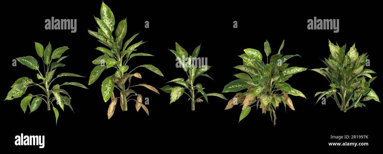 3d illustration of set dieffenbachia maculata plant isolated on black background human's eye view Stock Photo