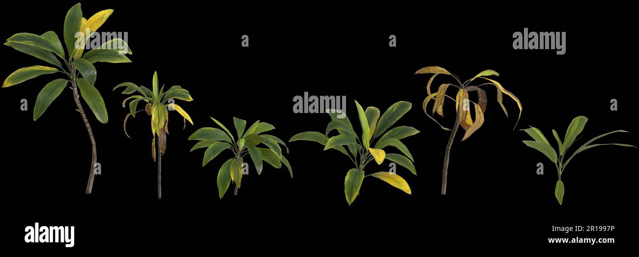 3d illustration of set cordyline petiolaris plant isolated on black background human's eye view Stock Photo