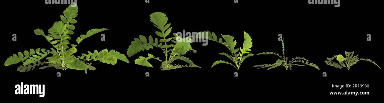 3d illustration of set rorippa palustris plant isolated on black background Stock Photo