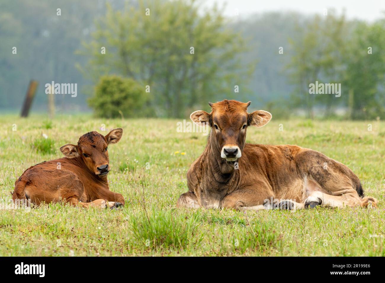 Taurus cow next to young calf lying in the grass meadow in the ...