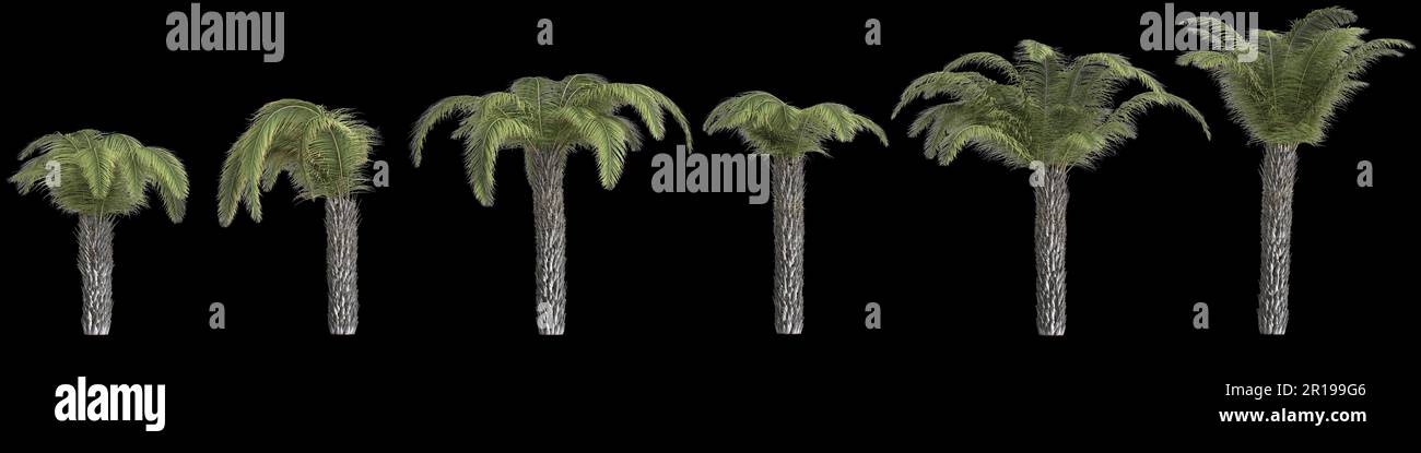 3d illustration of set palm Butia Capitata isolated on black background Stock Photo