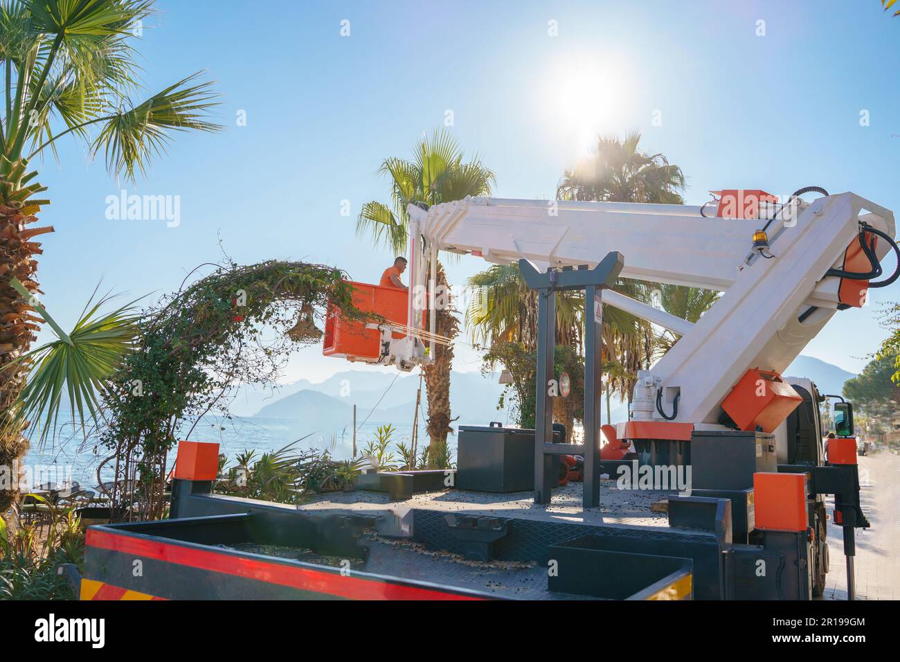 Cutting trimming high tall palm trees.Pruning palm long old dry leaves