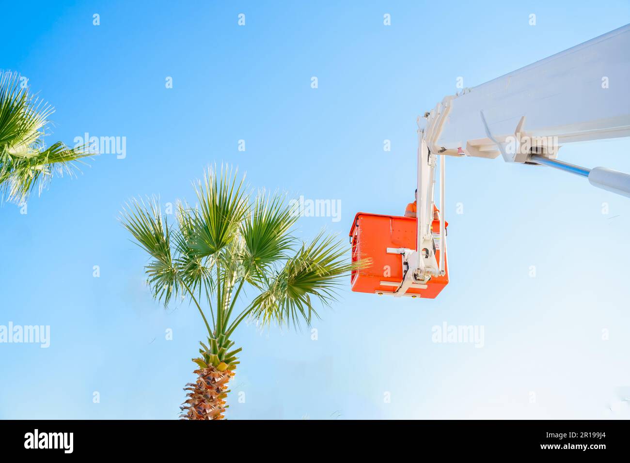 Cutting trimming high tall palm trees.Pruning palm long old dry leaves.Man city municipal