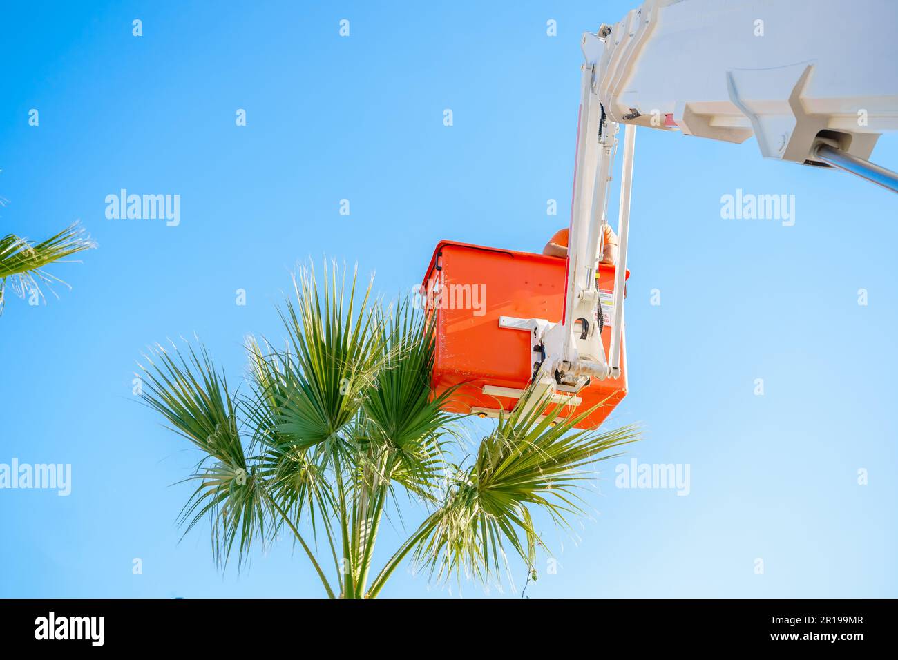 Cutting trimming high tall palm trees.Pruning palm long old dry leaves