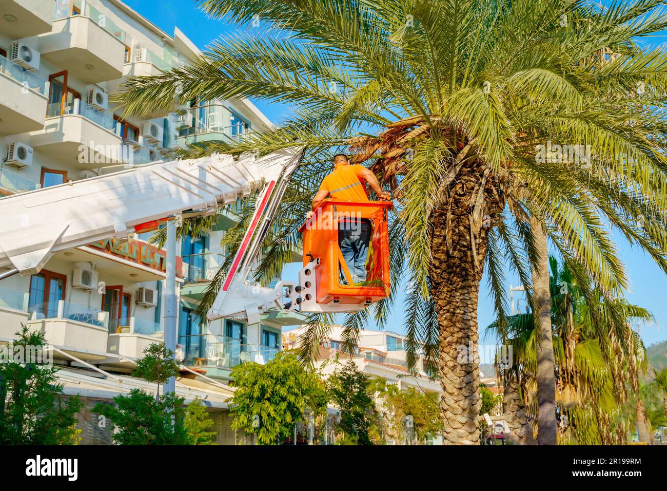 Cutting trimming high tall palm trees.Pruning palm long old dry leaves