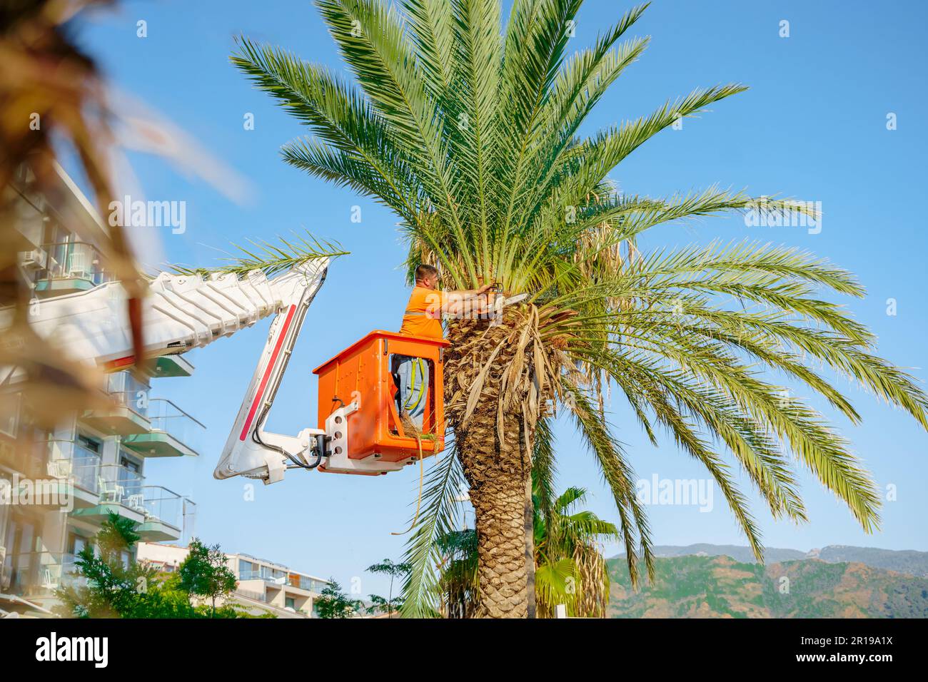 Palm tree 2024 leaf cutter