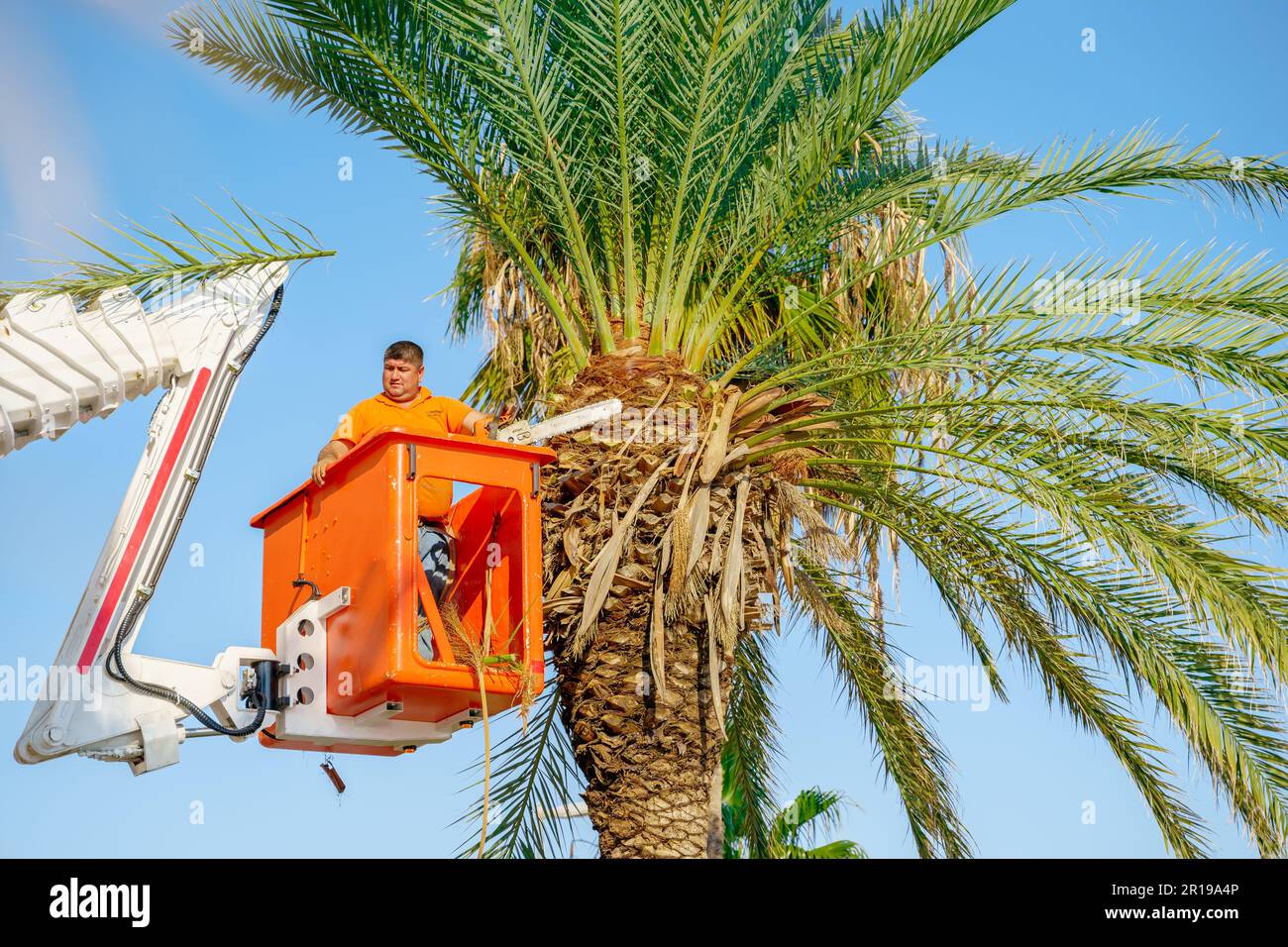 Cutting trimming high tall palm trees.Pruning palm long old dry leaves