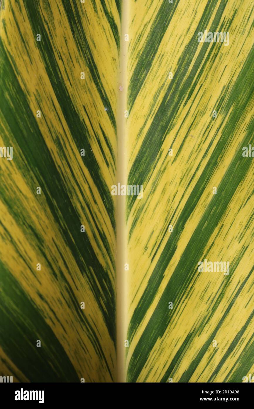 Green striped leaf hi-res stock photography and images - Alamy