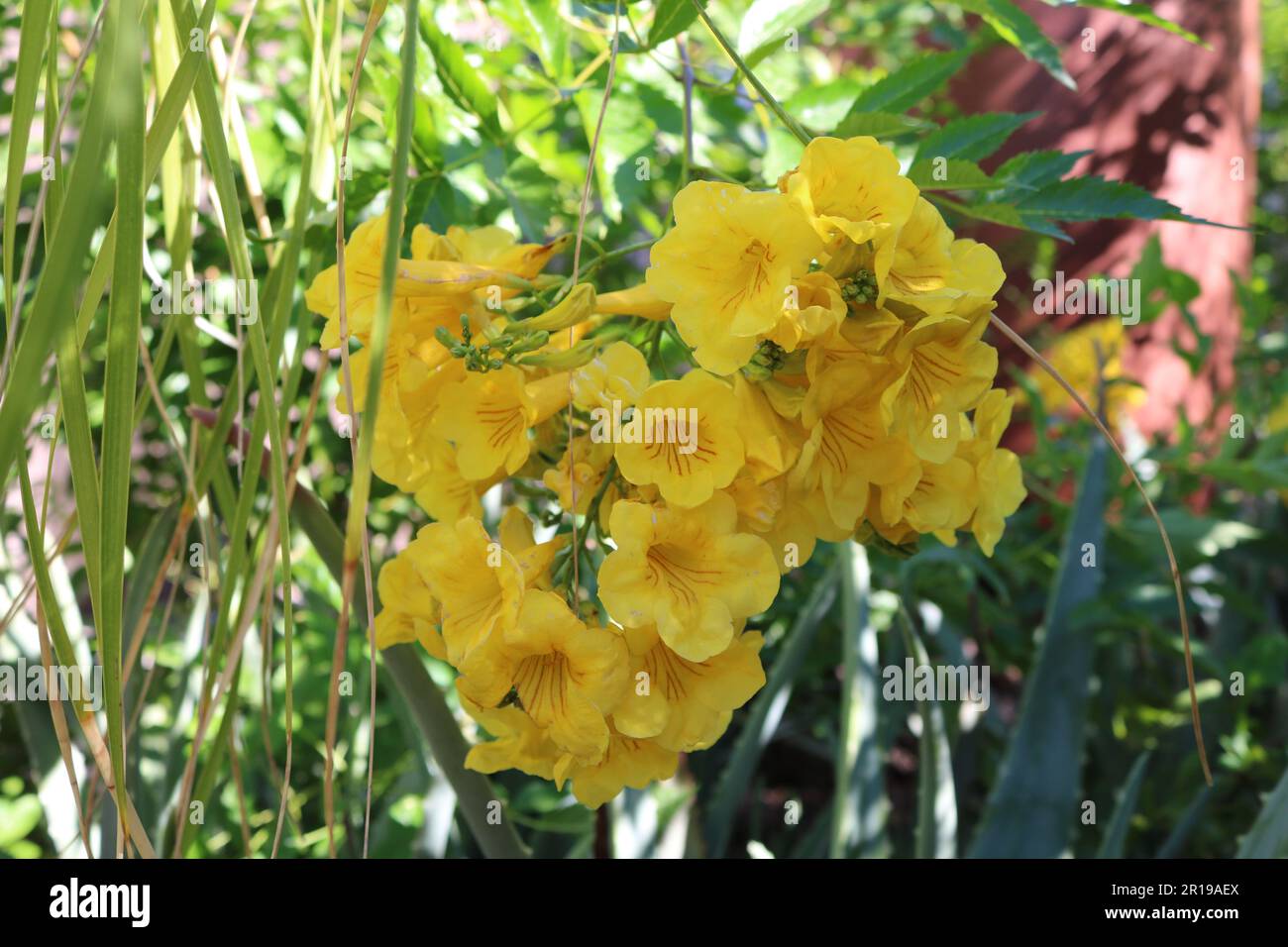 Yellow Trumpet Flowers Stock Photo