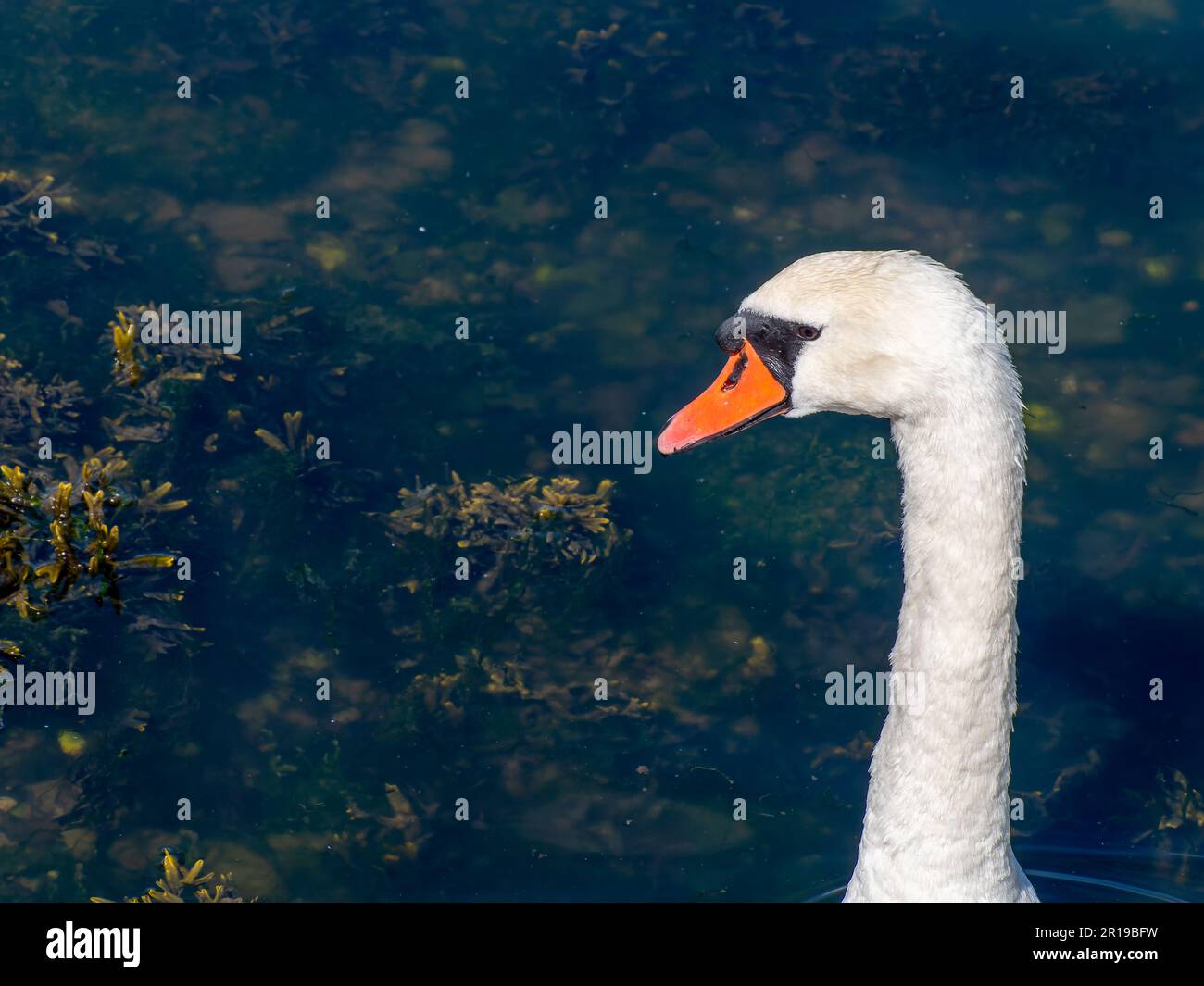 The head of a swan bird on a long white neck. Portrait of a bird, copy space. White swan Stock Photo