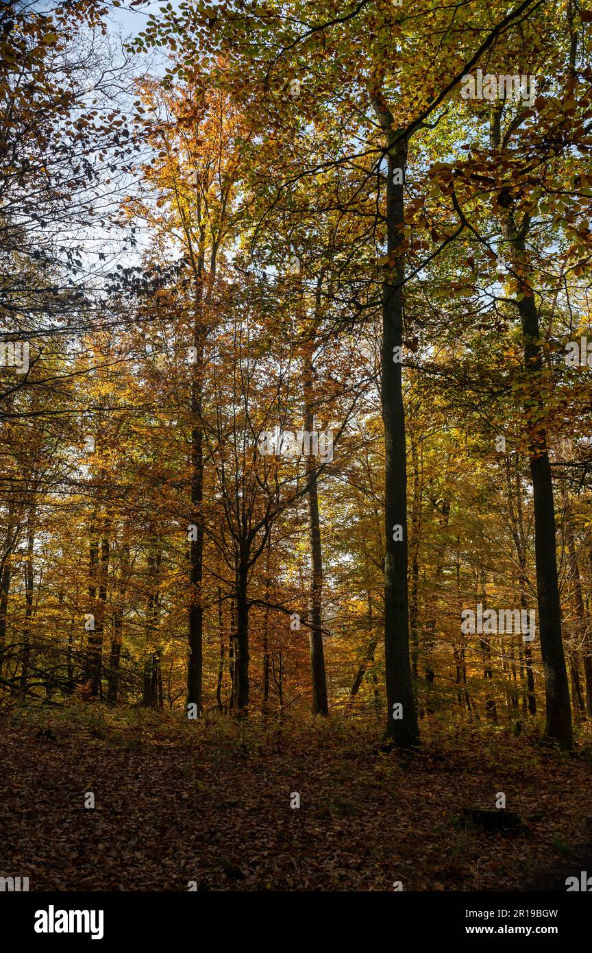 Trees in the forest in autumn with lots of fallen leaves Stock Photo ...