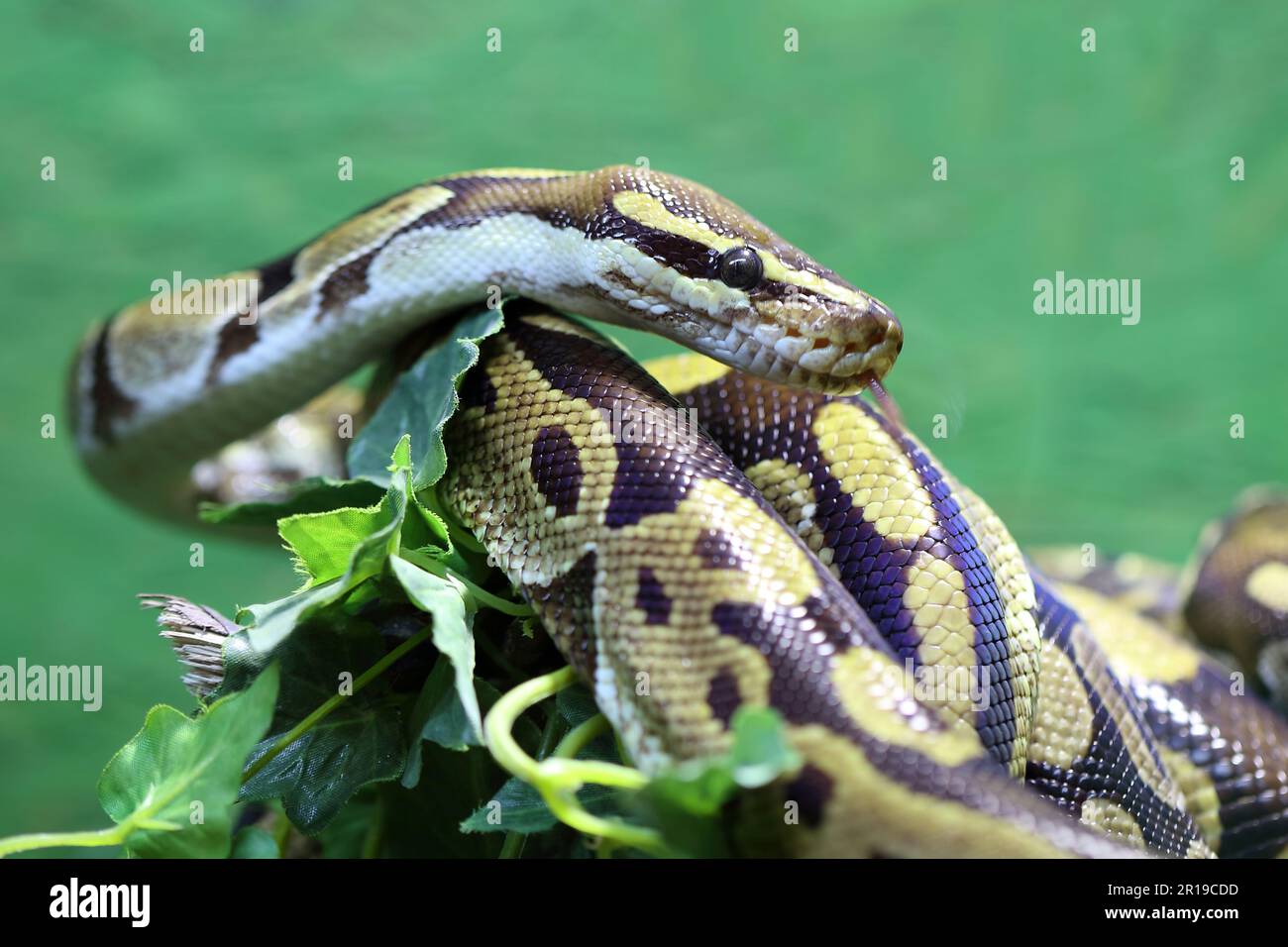 Königspython / Ball python or Royal python / Python regius Stock Photo ...