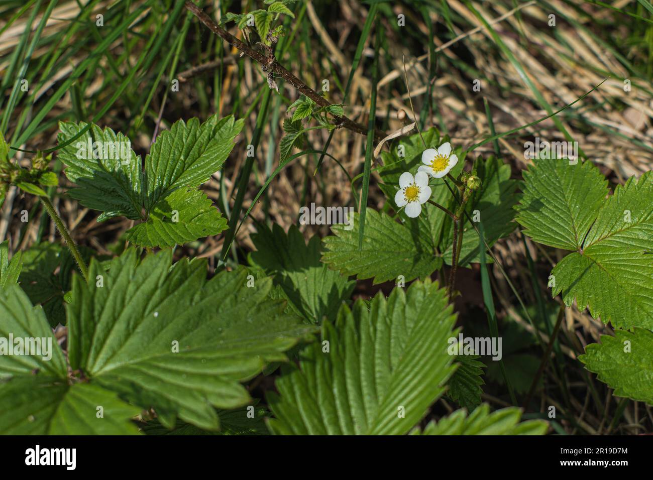Green leaves and two white wild strawberry flowers Stock Photo - Alamy