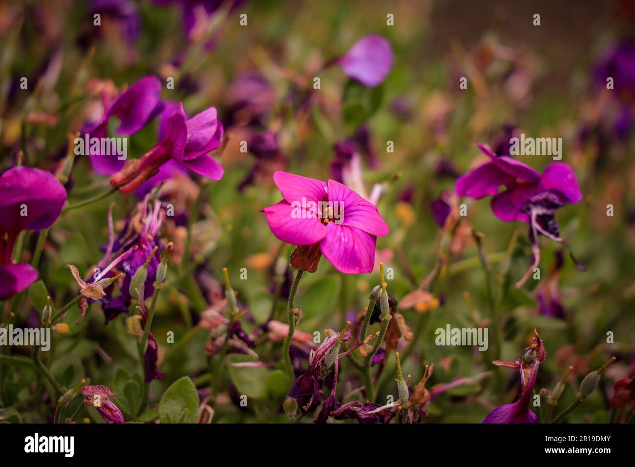 Purple Flowers in the Garden Stock Photo - Alamy
