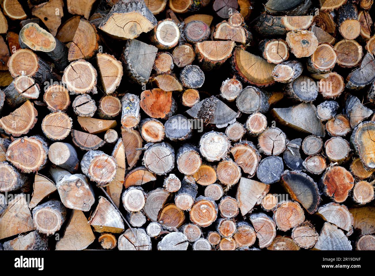 Wood rack, wood storage. Chopped wood for stove heating. Various colored tree trunks stacked in a wood shed. Chopped wood logs, to be used in a stove. Stock Photo