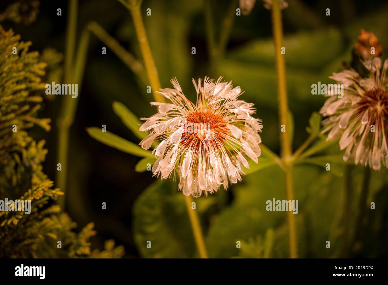 Sad looking wet dandelion Stock Photo