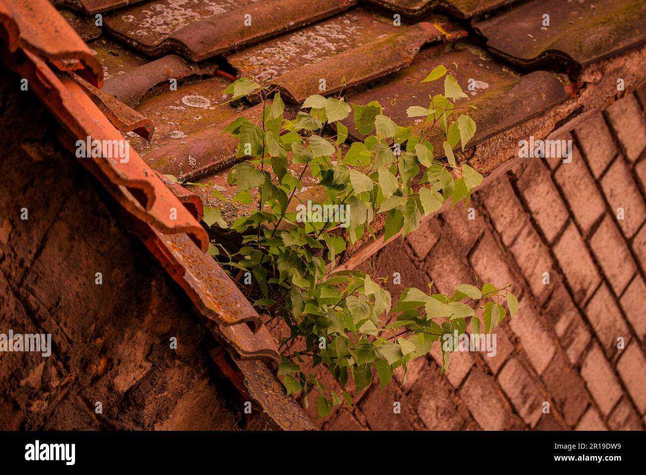 Weed out of roof hi-res stock photography and images - Alamy