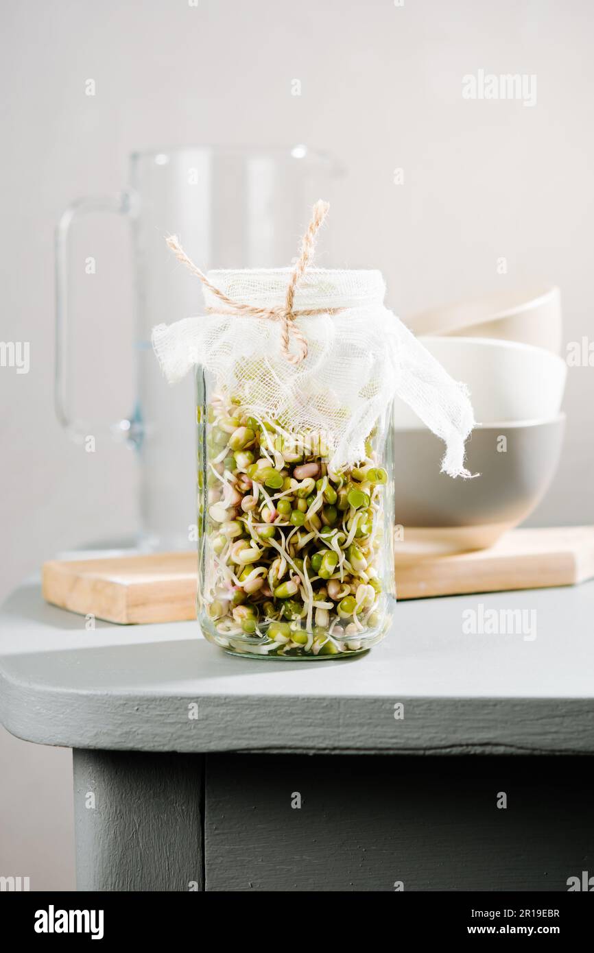 Fresh mung bean sprouts in a jar Stock Photo Alamy
