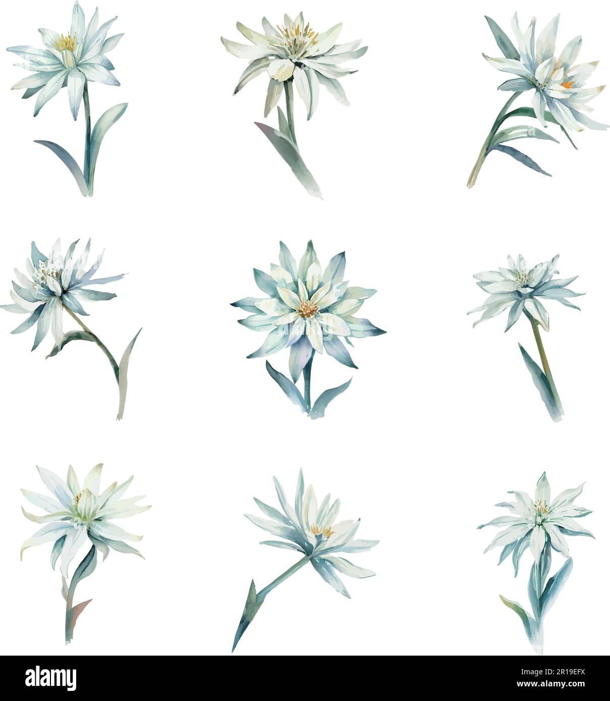Watercolor set of Edelweiss flower isolated on white background. Hand drawn illustration. Stock Vector