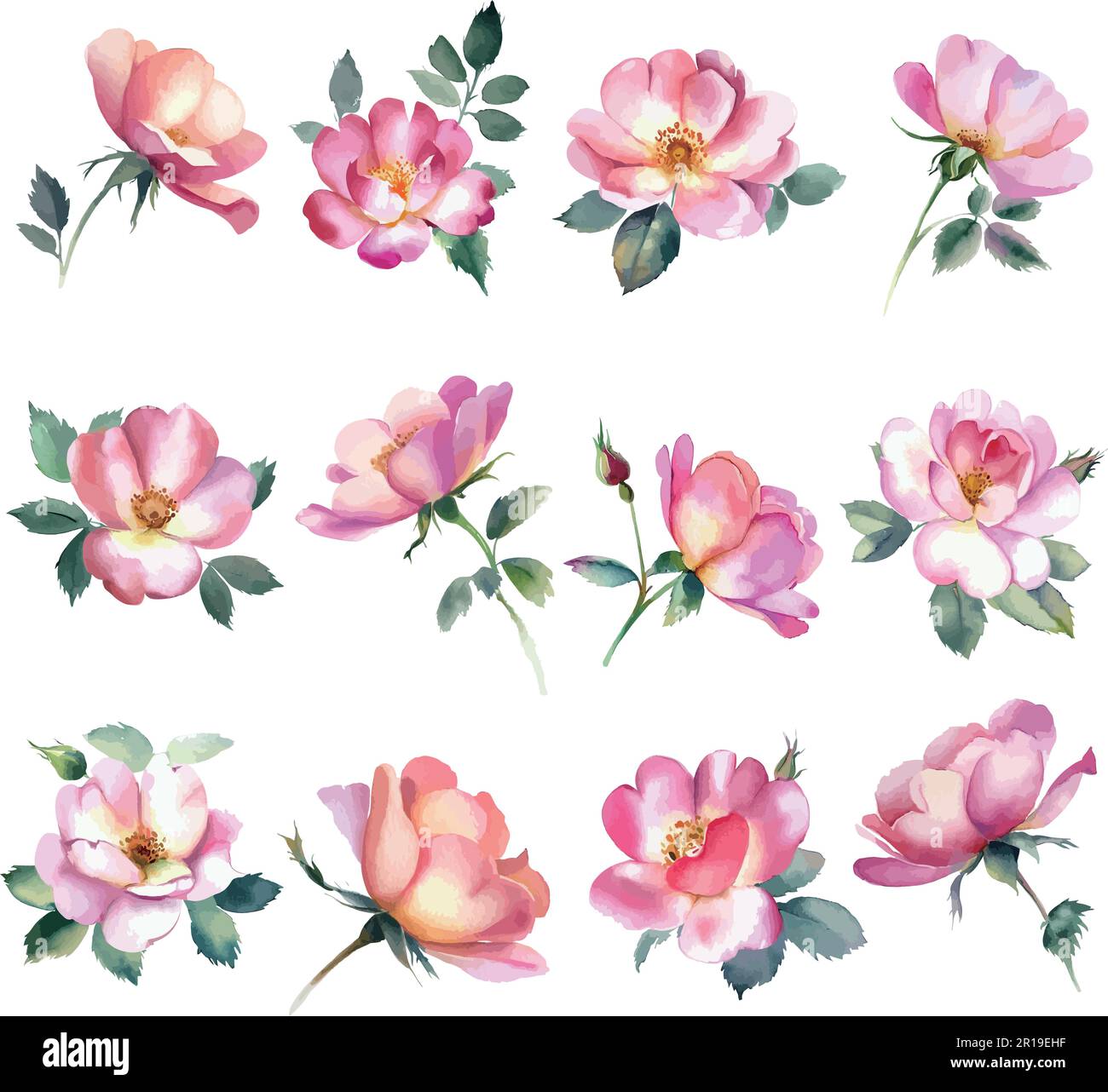 Watercolor flowers set isolated on white background. Hand drawn ...