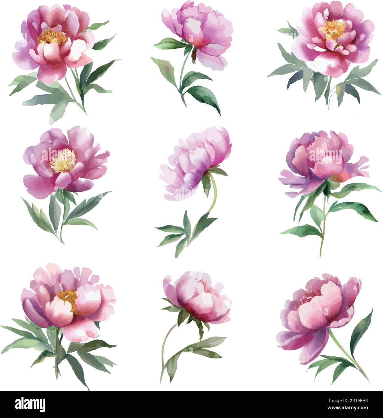 Watercolor peony flowers set isolated on white background. Vector ...