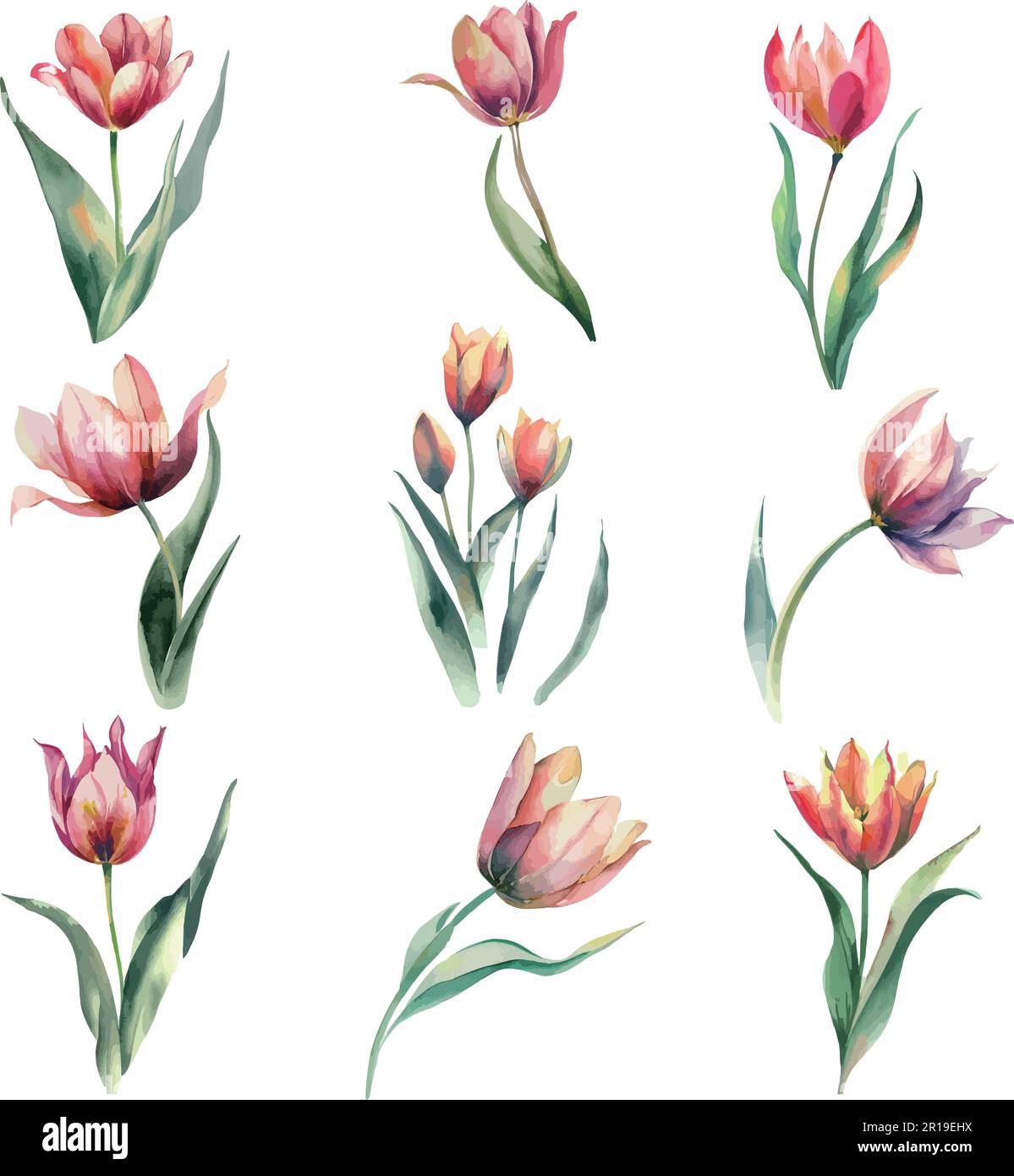 Set of watercolor tulip flowers. Hand-drawn illustration Stock Vector ...