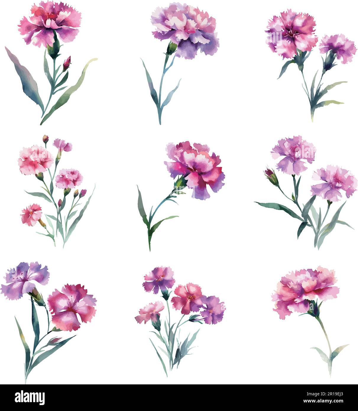 Watercolor carnation flowers set. Hand painted illustration isolated on ...