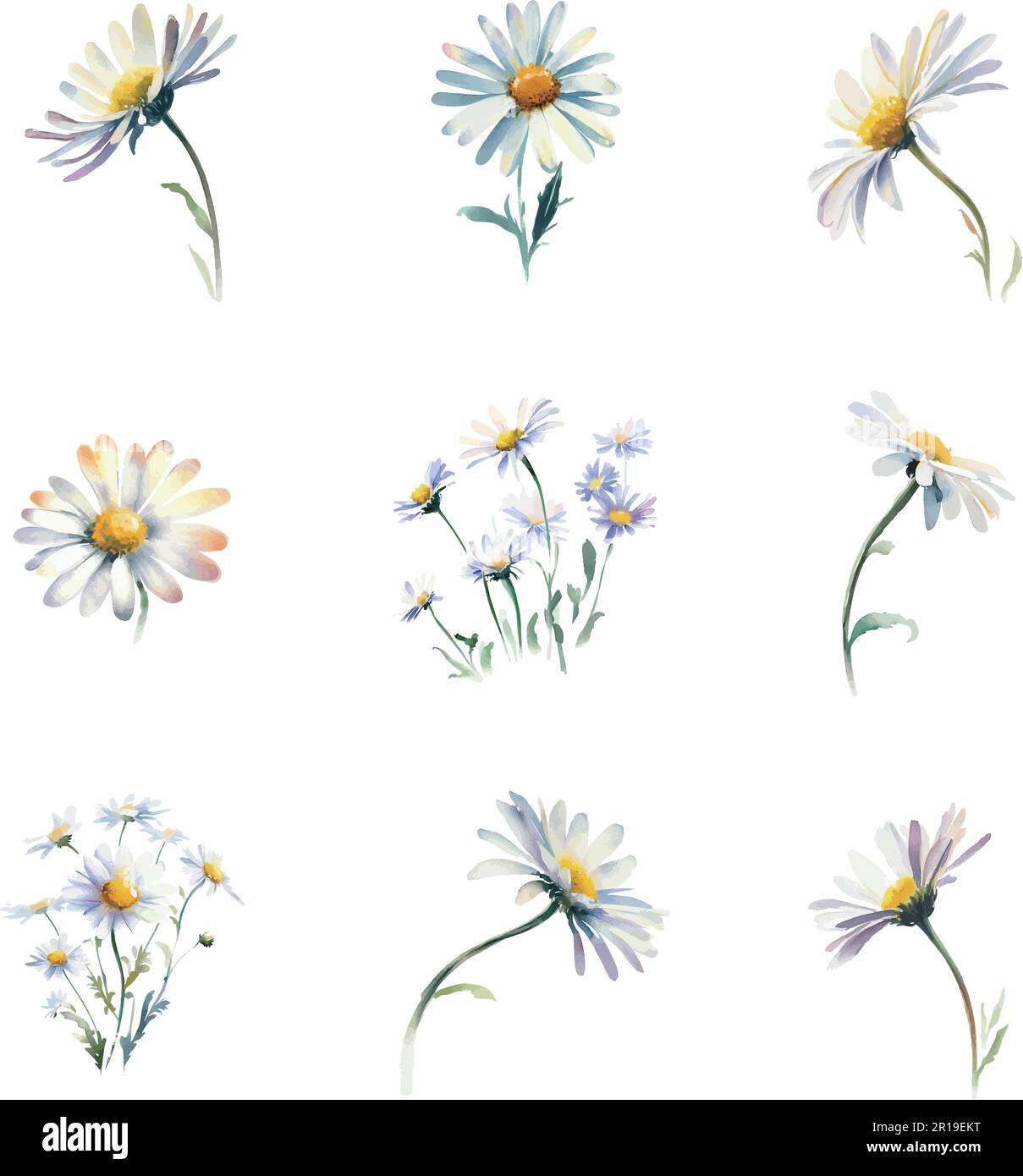 Watercolor daisy set isolated on white background. Hand drawn ...