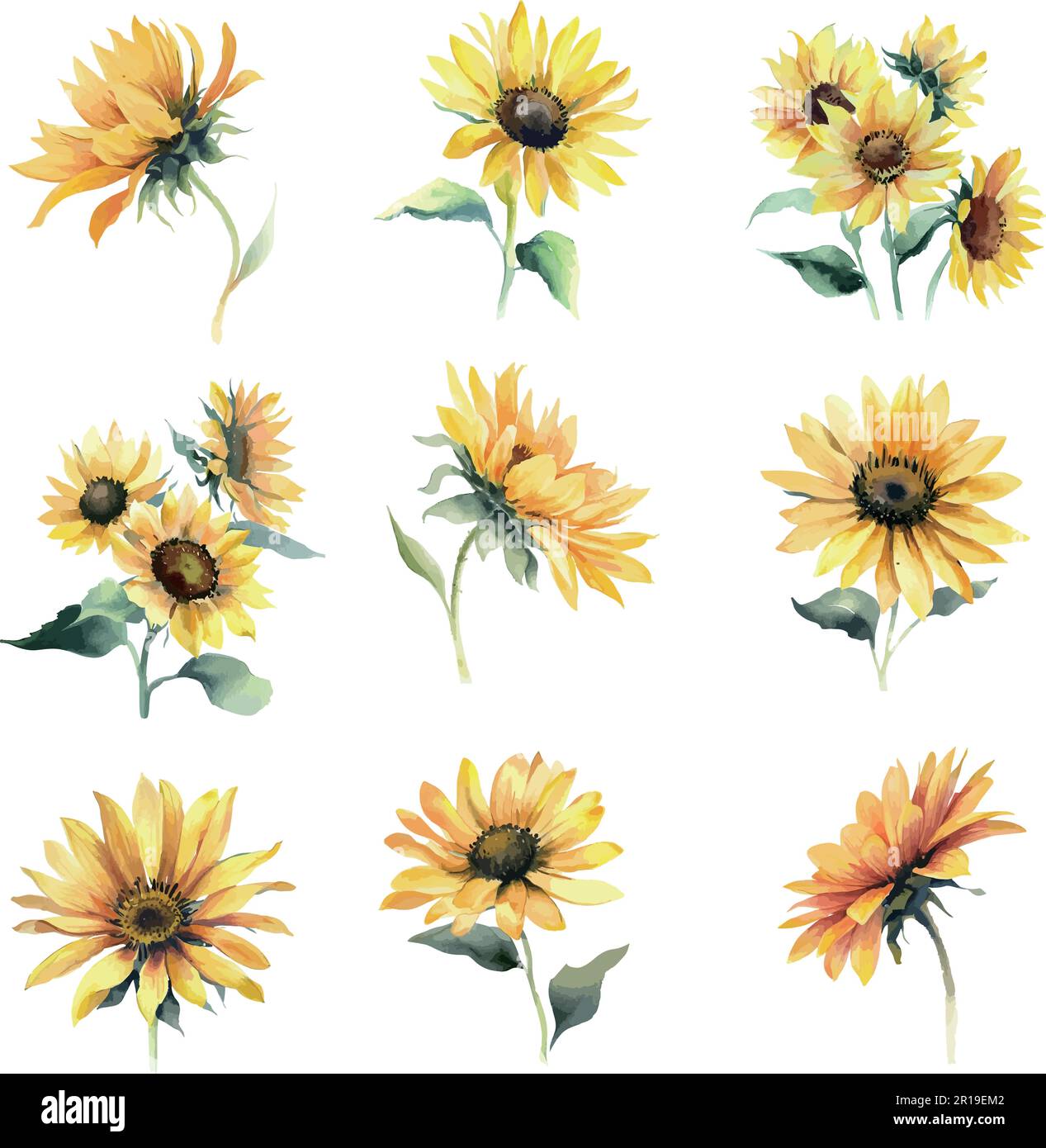 Set of watercolor sunflowers isolated on white background. Vector illustration Stock Vector