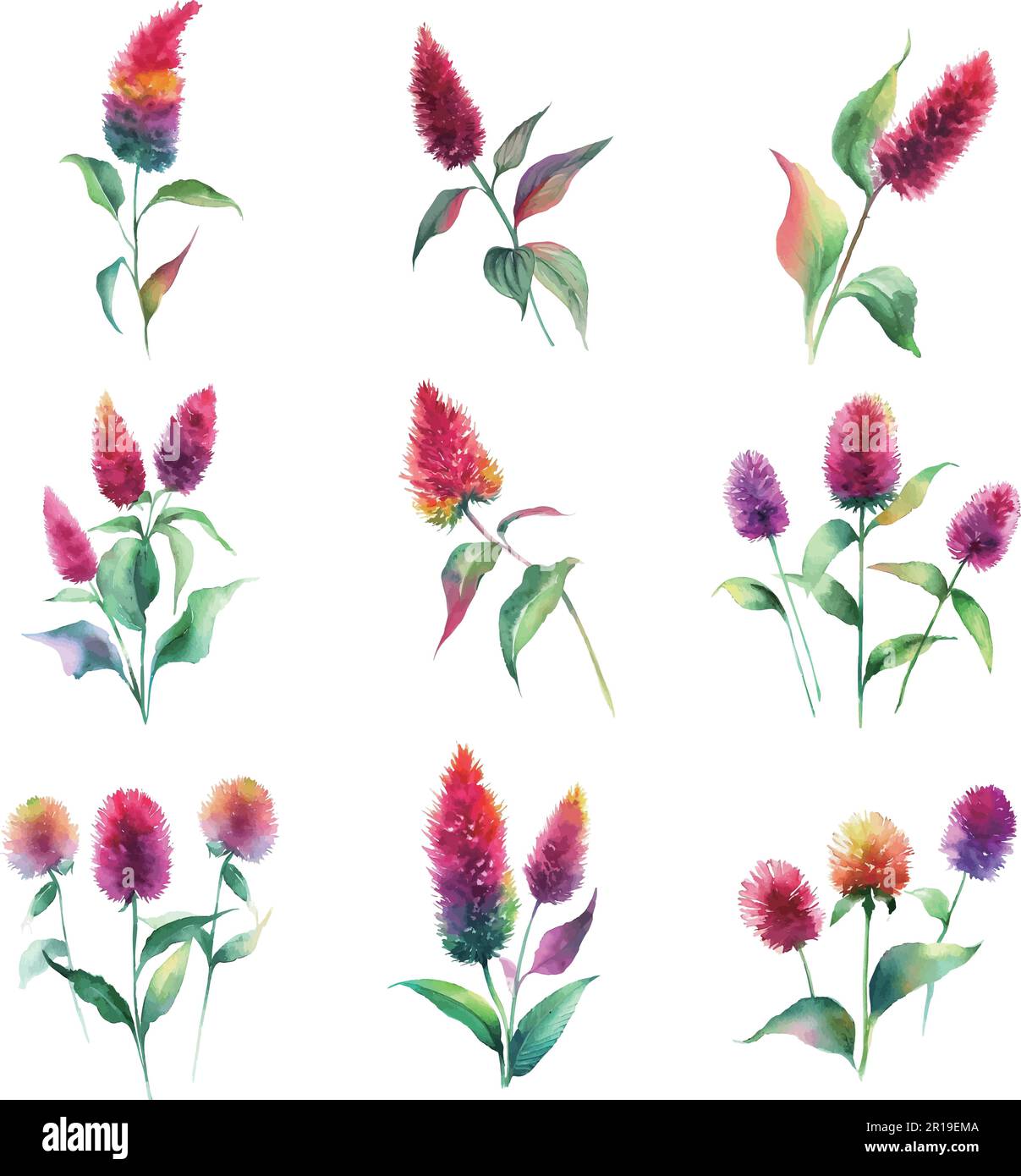 Watercolor flowers set. Hand painted illustration isolated on white ...