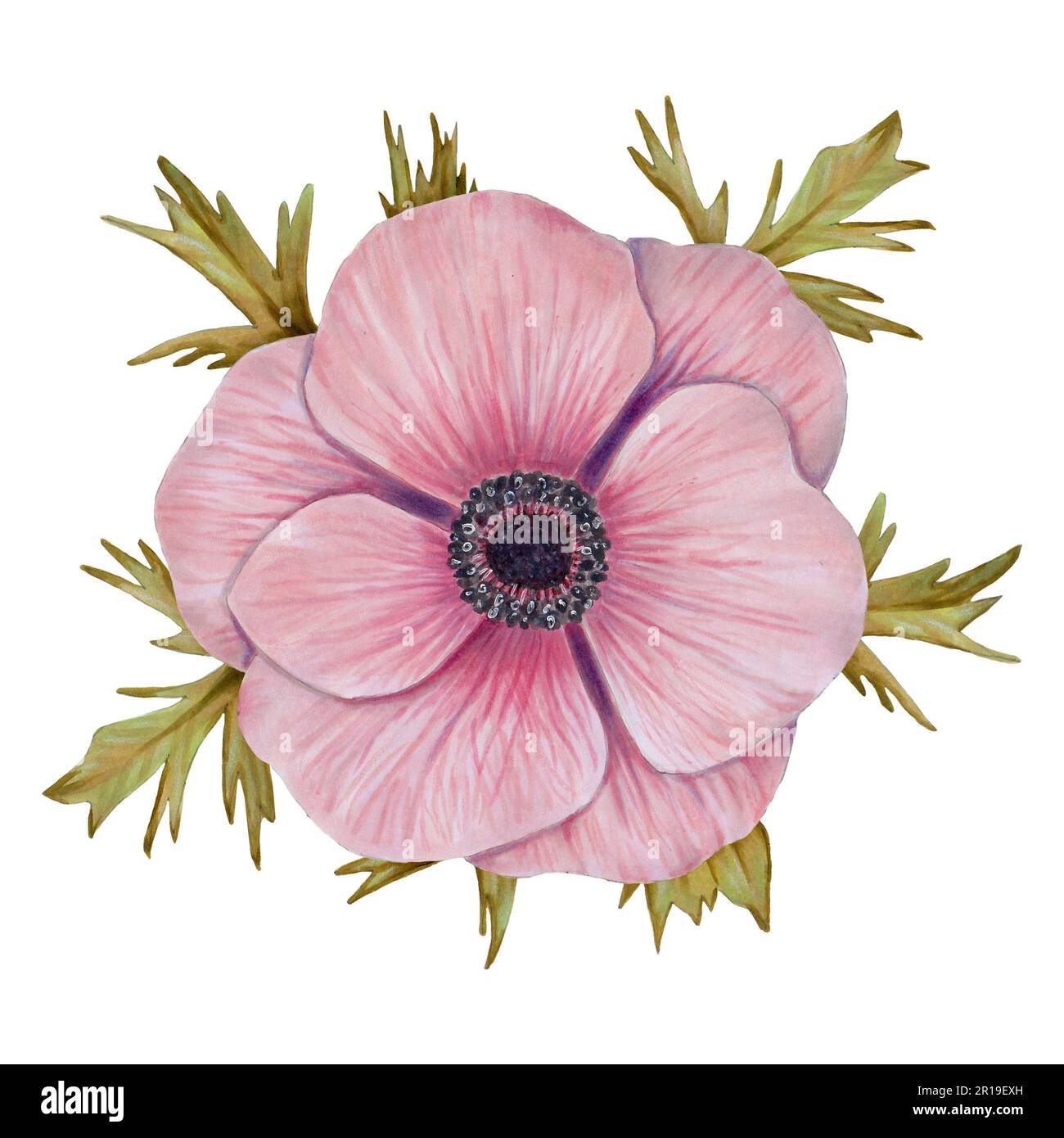 Botanical illustration anemone hi-res stock photography and images - Page 2  - Alamy