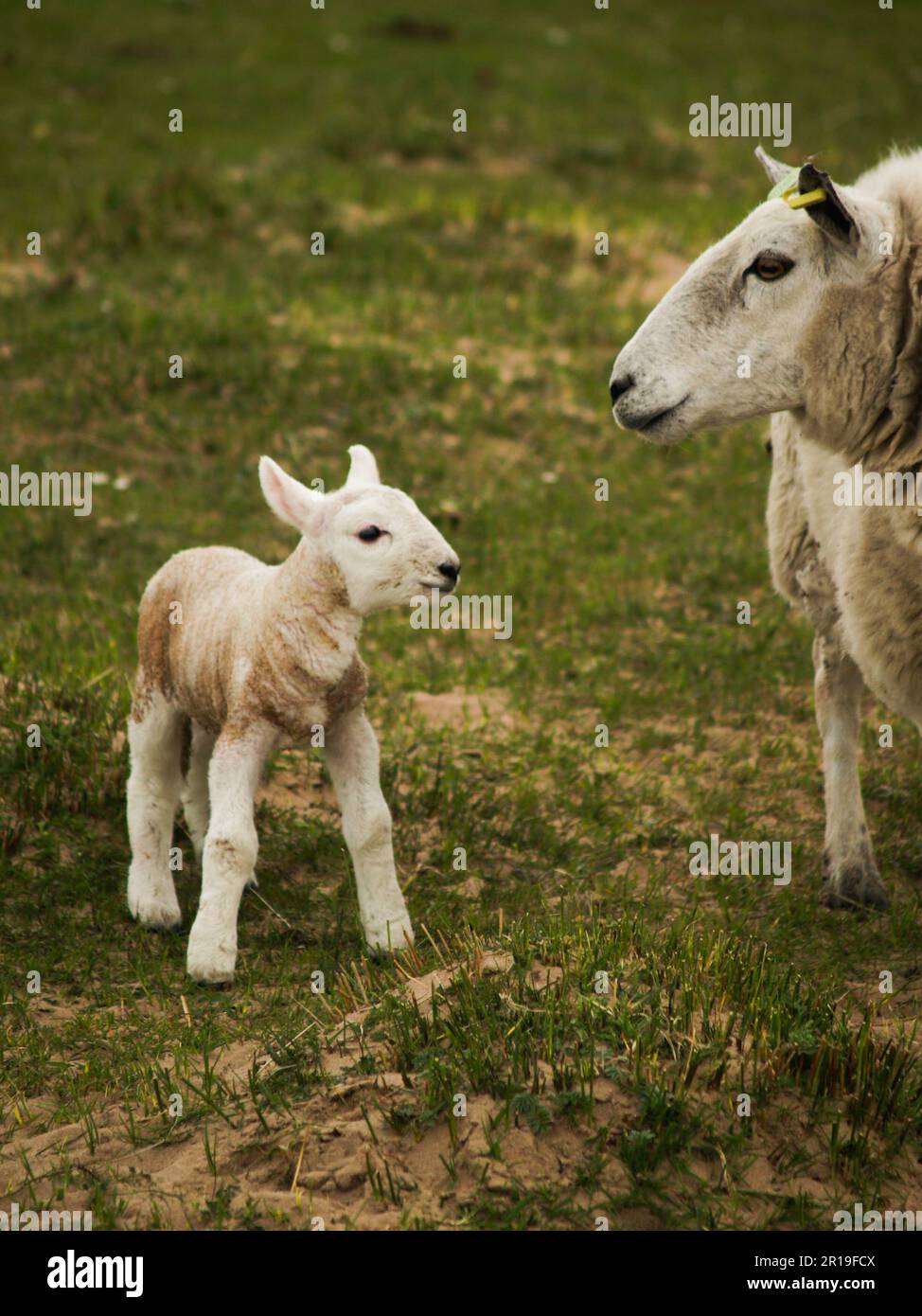 Newborn lamb standing in a field with its mother Stock Photo - Alamy