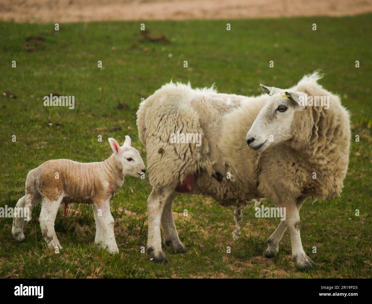 A young lamb stands in a field with its mother Stock Photo - Alamy