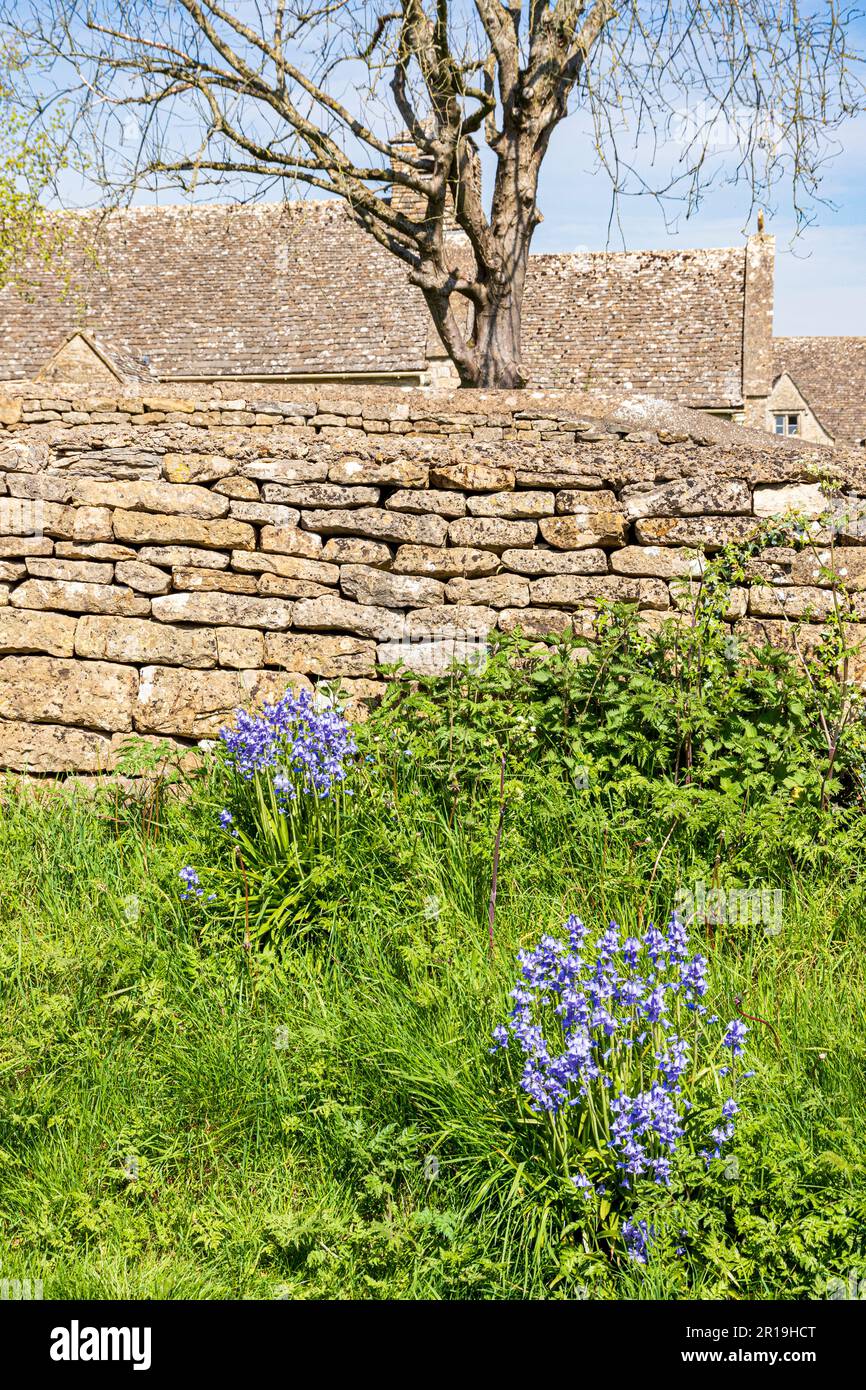 Bluebells growing beside a dry stone wall in the Cotswold village of Clapton on the Hill, Gloucestershire UK Stock Photo