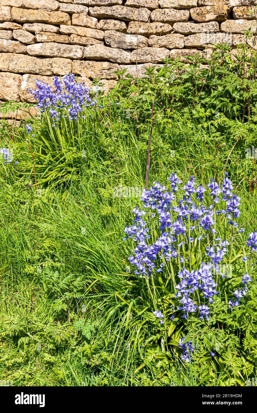 Bluebells growing beside a dry stone wall in the Cotswold village of Clapton on the Hill, Gloucestershire UK Stock Photo